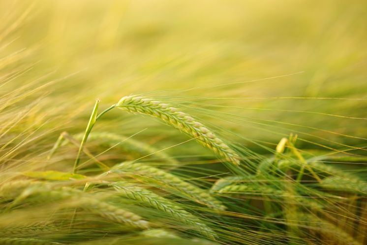 Európska zelená dohoda: Komisia pripravuje nové iniciatívy na podporu odvetvia ekologického poľnohospodárstva