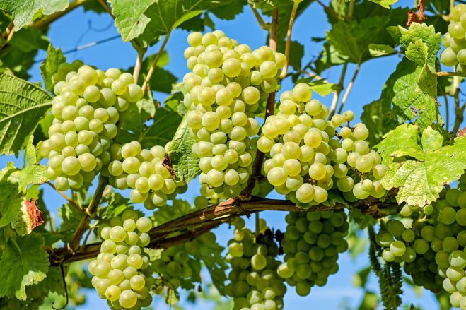 Poľnohospodárstvo: Komisia prijíma mimoriadne opatrenia na podporu sektora vinohradníctva a vinárstva a sektora ovocia a zeleniny