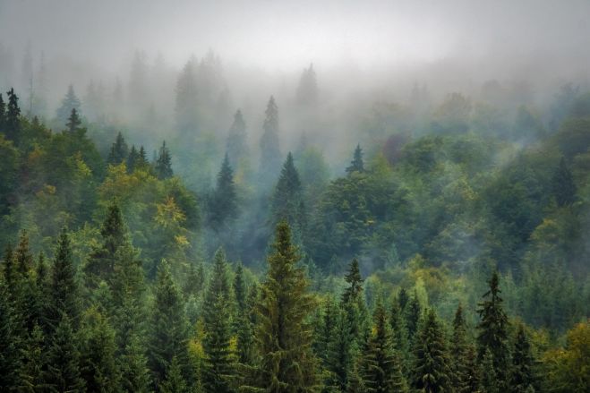 Chránené a odolné lesy: Komisia pracuje na prevencii prírodných požiarov v Európe a na celom svete