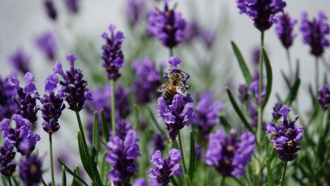 Ot&aacute;zky a odpovede: Strat&eacute;gia E&Uacute; v oblasti biodiverzity na rok 2030 &ndash; aby sa n&aacute;m pr&iacute;roda vr&aacute;tila do života