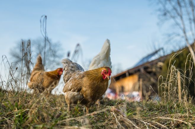 Európska iniciatíva občanov: Komisia navrhuje postupné ukončenie klietkového chovu hospodárskych zvierat